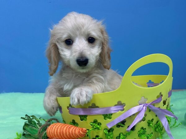 Cavachon DOG Male Buff 20809 Petland Batavia, Illinois