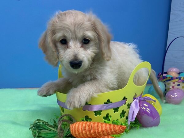 Cavachon DOG Male Buff 20808 Petland Batavia, Illinois