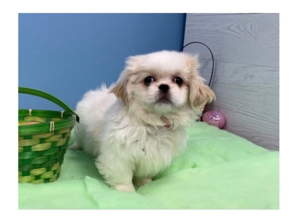 Pekingese DOG Female Cream 20549 Petland Batavia, Illinois