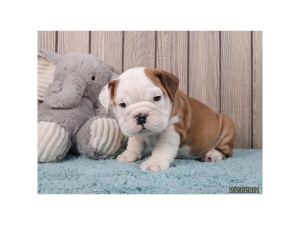 English Bulldog DOG Male Red 20576 Petland Batavia, Illinois