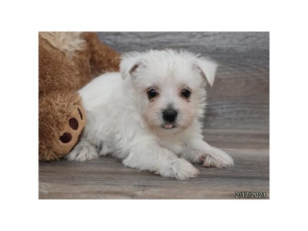 Cairn Terrier DOG Male Cream 20575 Petland Batavia, Illinois