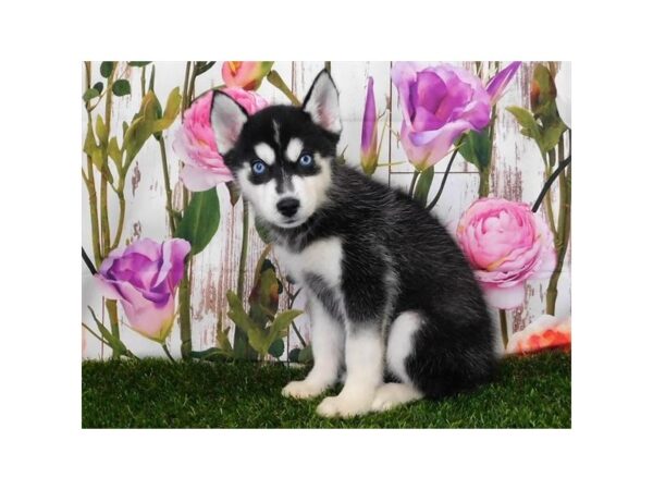 Pomsky DOG Female Black / White 12640 Petland Batavia, Illinois