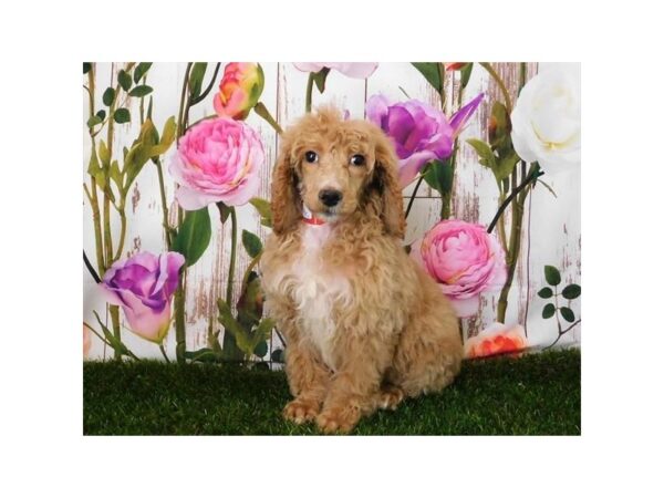 Standard Poodle-DOG-Male-Apricot-20572-Petland Batavia, Illinois