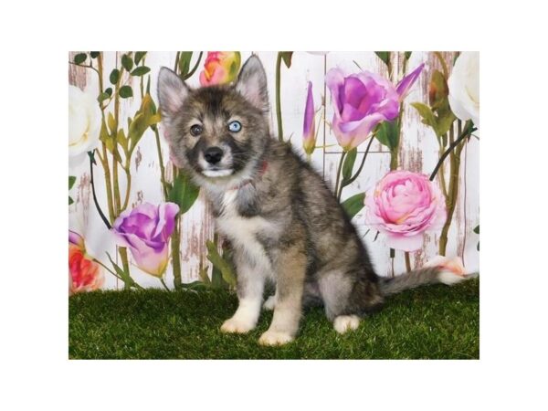 Pomsky DOG Female Wolf Sable 20573 Petland Batavia, Illinois