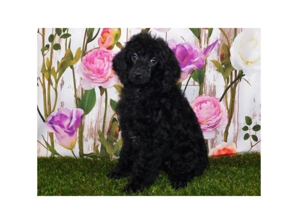 Standard Poodle DOG Female Black 20794 Petland Batavia, Illinois