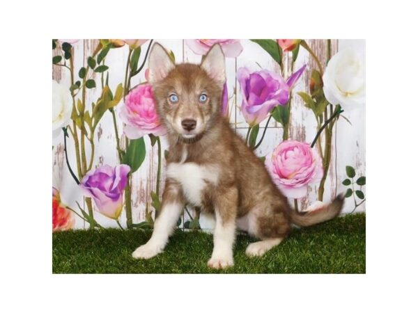 Pomsky DOG Female Red / White 20793 Petland Batavia, Illinois