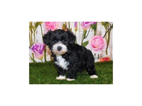 Shih Poo DOG Female Black 20571 Petland Batavia, Illinois