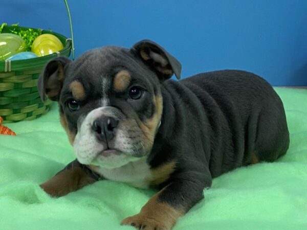 English Bulldog-DOG-Male-BlueTri-20569-Petland Batavia, Illinois