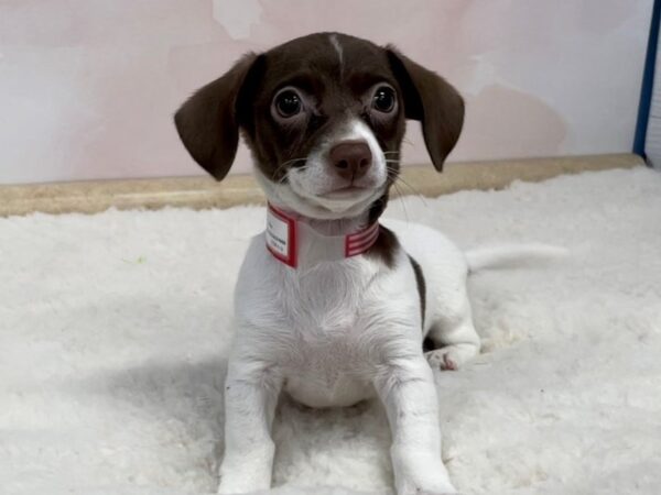 Chiweenie DOG Female Tri-Colored 20558 Petland Batavia, Illinois