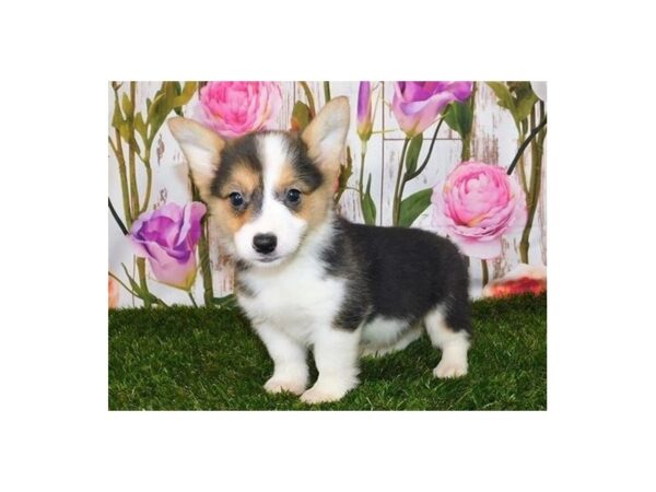 Pembroke Welsh Corgi-DOG-Female-Black White / Tan-20570-Petland Batavia, Illinois