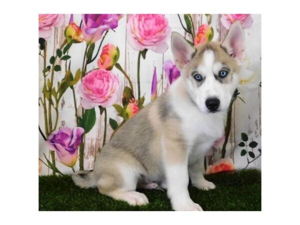 Siberian Husky DOG Male Gray / White 12636 Petland Batavia, Illinois