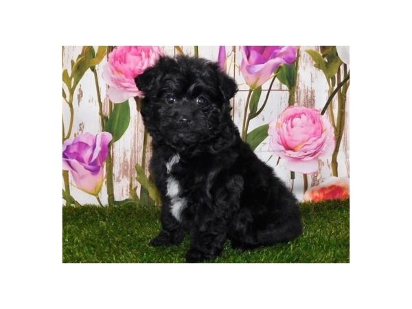 Pomapoo DOG Female Black 12639 Petland Batavia, Illinois