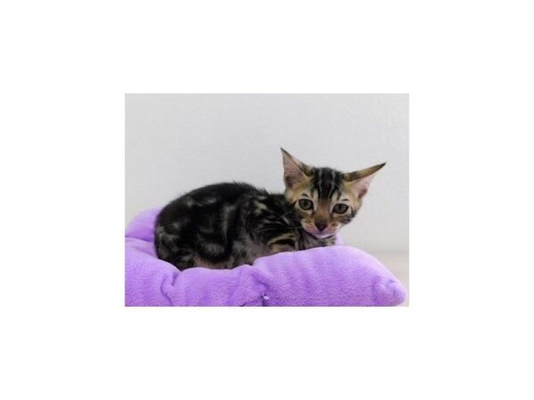 Bengal CAT Female Brown / Black 12638 Petland Batavia, Illinois