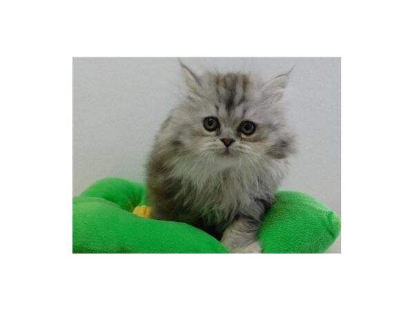 Persian CAT Male Shaded Silver 12637 Petland Batavia, Illinois