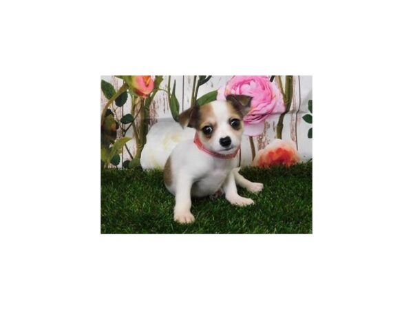 Chihuahua DOG Male White / Fawn 20789 Petland Batavia, Illinois