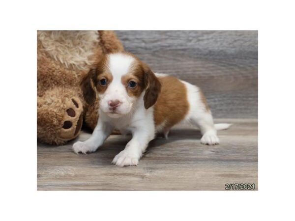 Dachshund DOG Male Red / White 12643 Petland Batavia, Illinois