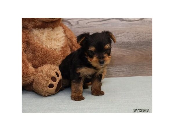 Yorkshire Terrier DOG Male Black / Gold 12646 Petland Batavia, Illinois