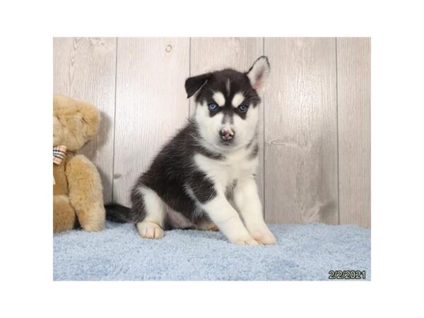 Siberian Husky DOG Male Black / White 12645 Petland Batavia, Illinois
