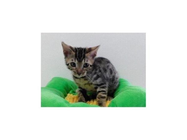 Bengal-CAT-Male-Brown / Black-20791-Petland Batavia, Illinois