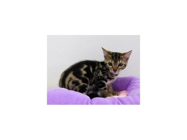 Bengal CAT Female Brown / Black 20790 Petland Batavia, Illinois