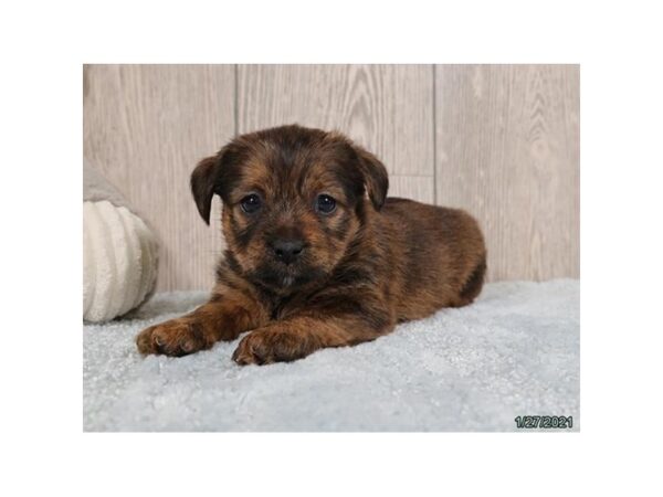 Shorkie-DOG-Female-Brown-12647-Petland Batavia, Illinois