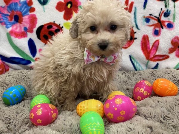 Miniature Poodle-DOG-Female-Apricot-12644-Petland Batavia, Illinois