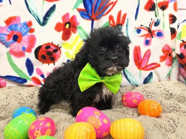 Shih Poo-DOG-Male-Black-12648-Petland Batavia, Illinois