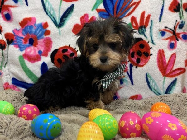Morkie DOG Male Black / Tan 12641 Petland Batavia, Illinois