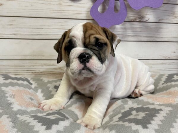 English Bulldog DOG Female White 20801 Petland Batavia, Illinois