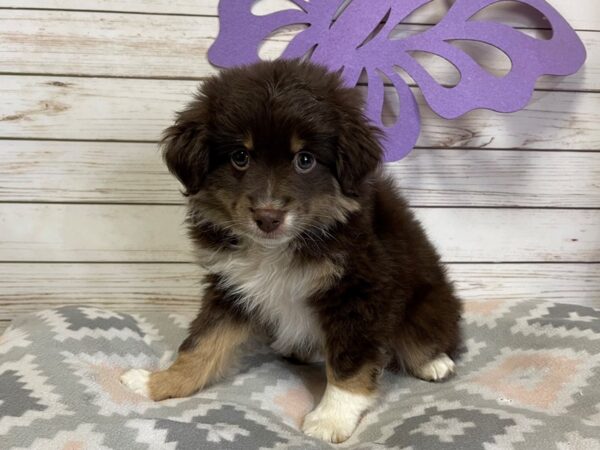 Miniature Australian Shepherd DOG Male Red 20800 Petland Batavia, Illinois