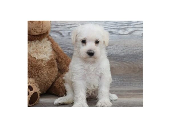 Schnoodle DOG Female Cream 20797 Petland Batavia, Illinois