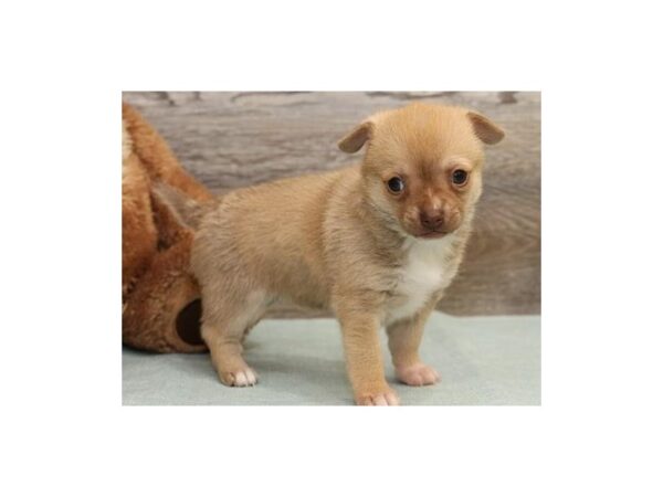 Chihuahua-DOG-Male-Red Fawn-20798-Petland Batavia, Illinois