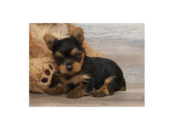 Yorkshire Terrier DOG Male Black / Tan 20796 Petland Batavia, Illinois