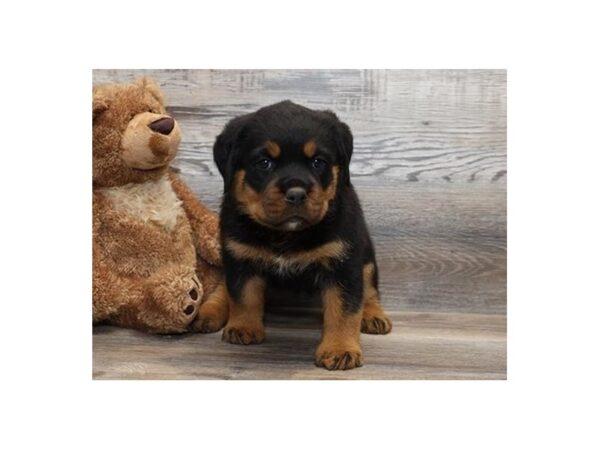 Rottweiler-DOG-Female-Black / Tan-20795-Petland Batavia, Illinois