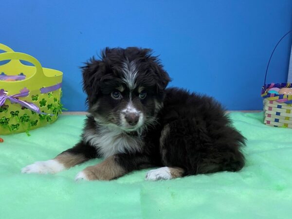 Miniature Australian Shepherd DOG Male Red 20574 Petland Batavia, Illinois