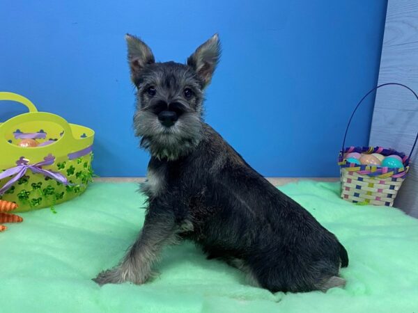 Miniature Schnauzer DOG Male Salt / Pepper 20577 Petland Batavia, Illinois