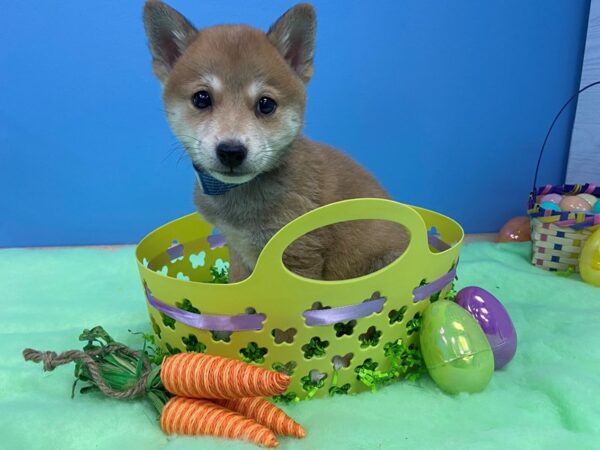 Shiba Inu DOG Male Red Sesame 20832 Petland Batavia, Illinois