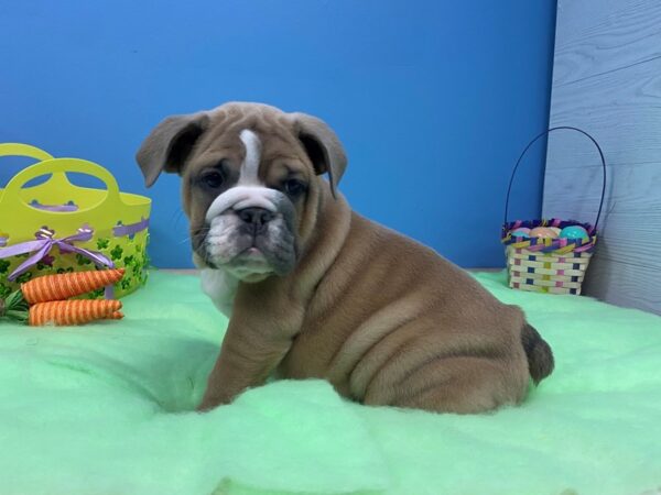 English Bulldog DOG Male Blue Sable 20831 Petland Batavia, Illinois