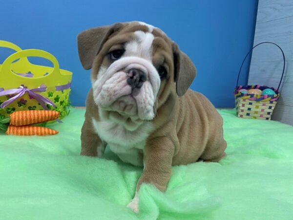 English Bulldog DOG Male Blue Sable 20830 Petland Batavia, Illinois