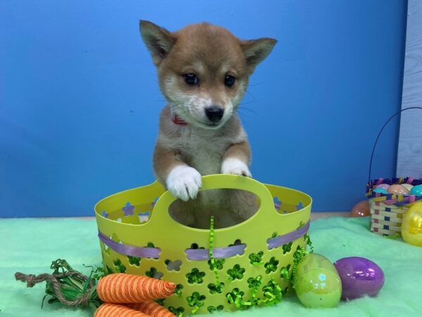 Shiba Inu DOG Female Red Sesame 20833 Petland Batavia, Illinois