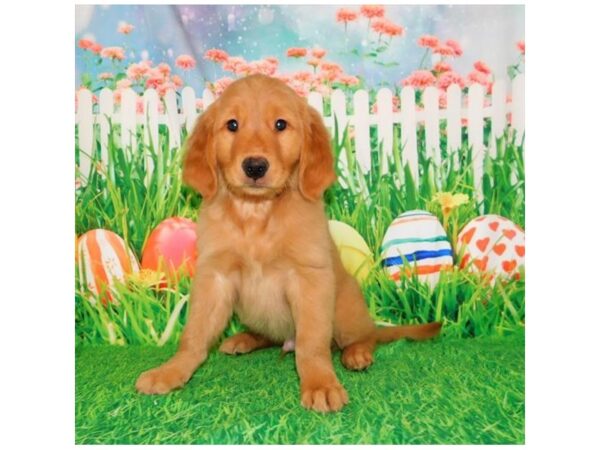 Golden Retriever DOG Male Dark Golden 12650 Petland Batavia, Illinois