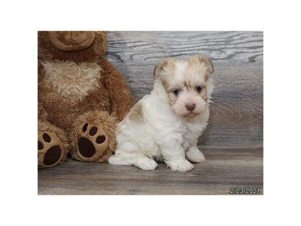 Havanese DOG Male Tan / White 20823 Petland Batavia, Illinois