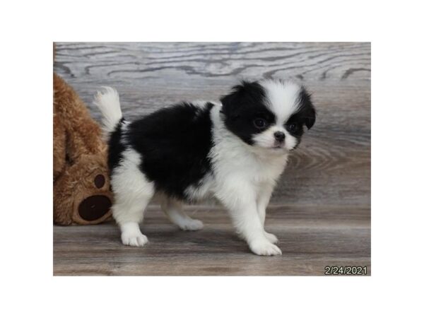 Japanese Chin-DOG-Male-Black / White-20824-Petland Batavia, Illinois