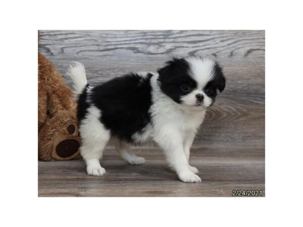 Japanese Chin DOG Male Black / White 20824 Petland Batavia, Illinois