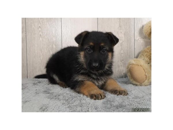 German Shepherd Dog DOG Female Black / Tan 20822 Petland Batavia, Illinois