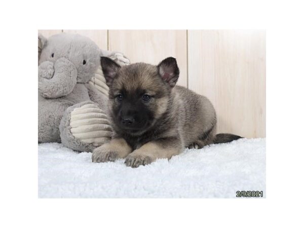 Norwegian Elkhound-DOG-Female-Black / Silver-20826-Petland Batavia, Illinois