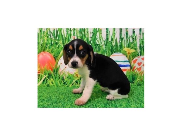 Beagle DOG Female Black 20584 Petland Batavia, Illinois