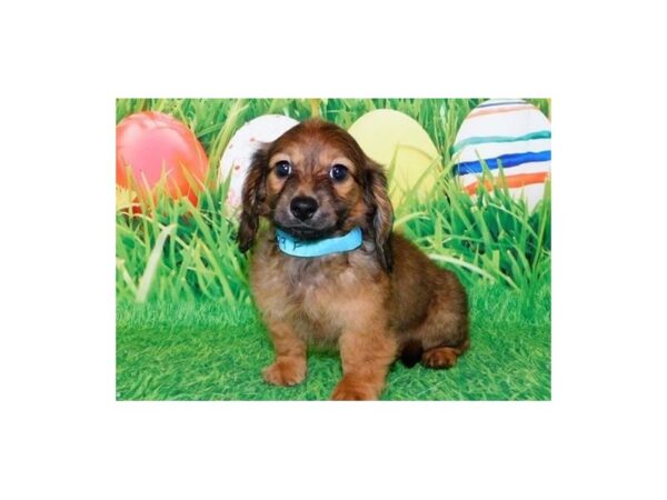 Dachshund-DOG-Female-Red Sable-20585-Petland Batavia, Illinois