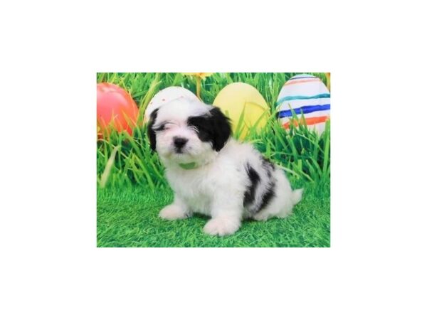 Teddy Bear DOG Male White / Black 20586 Petland Batavia, Illinois
