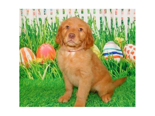 Golden Retriever-DOG-Female-Golden-12649-Petland Batavia, Illinois